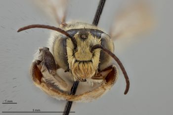 Media type: image;   Entomology 786090 Aspect: head frontal view